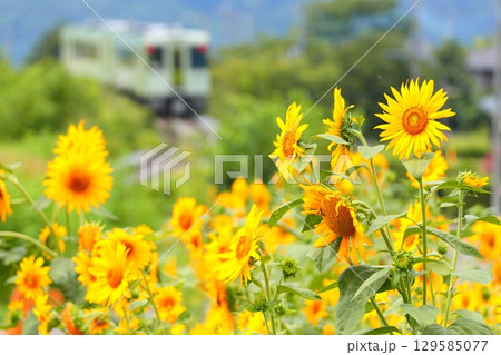 ひまわり畑を行く列車　小海線 129585077