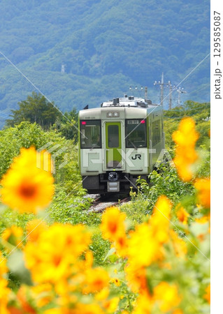 ひまわり畑を行く列車　小海線 129585087