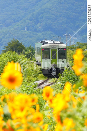 ひまわり畑を行く列車 小海線 ひまわり畑を行く列車 小海線 129585088