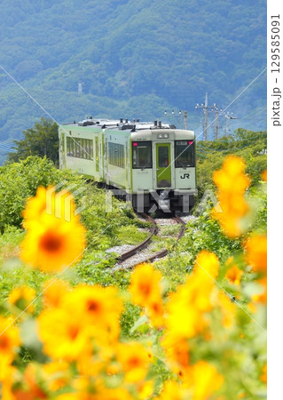 ひまわり畑を行く列車　小海線 129585091
