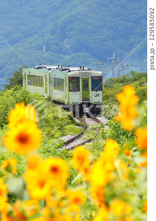 ひまわり畑を行く列車　小海線 129585092