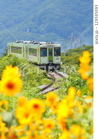 ひまわり畑を行く列車　小海線 129585093