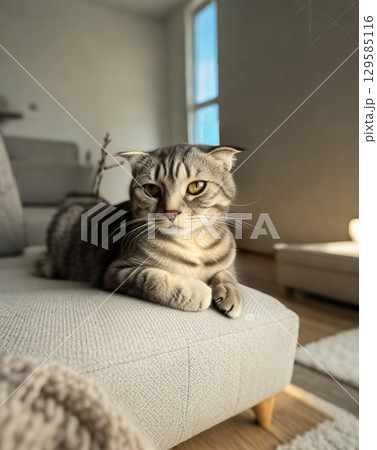 リビングのソファーでくつろぐ猫 129585116