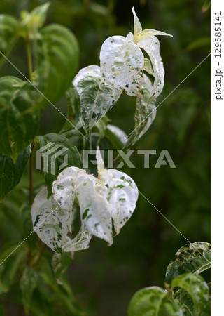 コルヌス 129585141