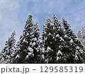 枝に雪の積もった木 129585319