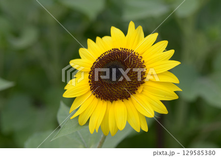ひまわり 129585380