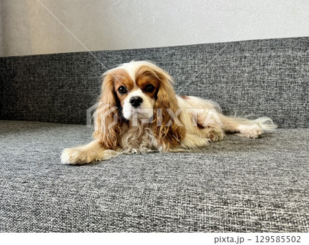 A beautiful King Charles spaniel, an English toy spaniel, is lying on the couch at home. Photo A beautiful King Charles spaniel, an English toy spaniel, is lying on the couch at home. Photo 129585502