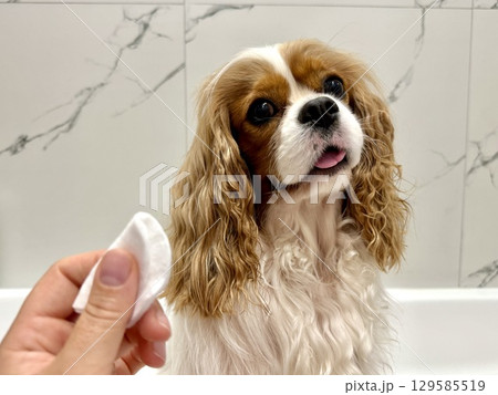 beautiful King Charles spaniel, English toy spaniel in the bathroom, eye hygiene with a cotton pad. High quality photo 129585519