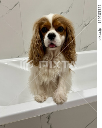 beautiful King Charles spaniel, English toy spaniel in the bathroom, dog washes paws beautiful King Charles spaniel, English toy spaniel in the bathroom, dog washes paws 129585521