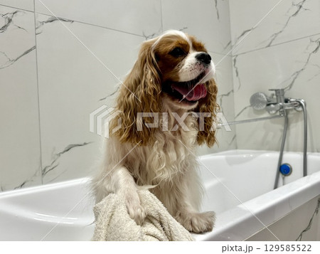 beautiful King Charles spaniel, English toy spaniel in the bathroom, dog washes paws 129585522