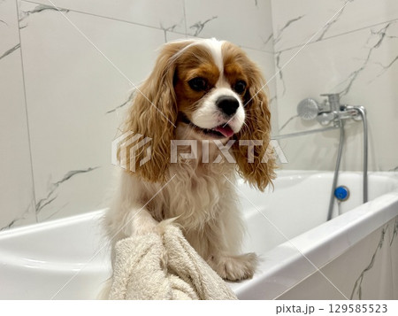beautiful King Charles spaniel, English toy spaniel in the bathroom, dog washes paws beautiful King Charles spaniel, English toy spaniel in the bathroom, dog washes paws 129585523