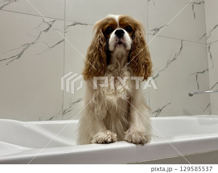 beautiful King Charles spaniel, English toy spaniel in the bathroom, dog washes paws 129585537
