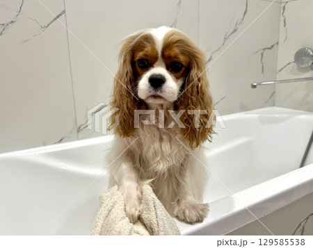 beautiful King Charles spaniel, English toy spaniel in the bathroom, dog washes paws 129585538