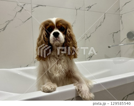 beautiful King Charles spaniel, English toy spaniel in the bathroom, dog washes paws 129585540