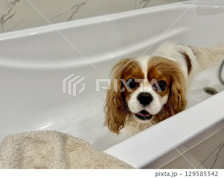 beautiful King Charles spaniel, English toy spaniel in the bathroom, dog washes paws beautiful King Charles spaniel, English toy spaniel in the bathroom, dog washes paws 129585542
