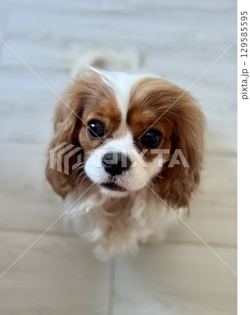Beautiful King Charles spaniel, English toy spaniel at home. Photo 129585595
