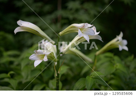 ウバユリ 129585606