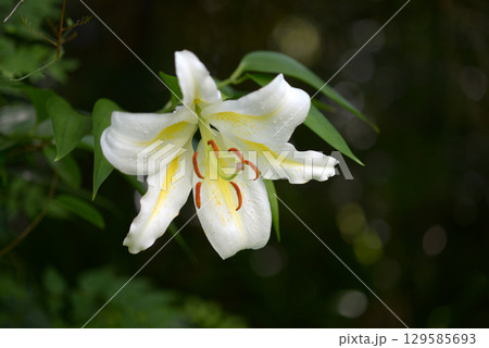 サクユリ 129585693