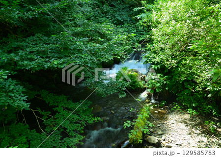 夏の烏川渓谷緑地 夏の烏川渓谷緑地 129585783