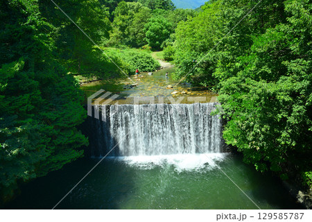 夏の烏川渓谷緑地 129585787