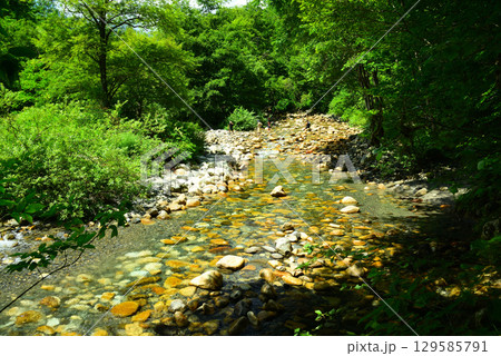 夏の烏川渓谷緑地 夏の烏川渓谷緑地 129585791