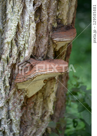 サルノコシカケ 129585881