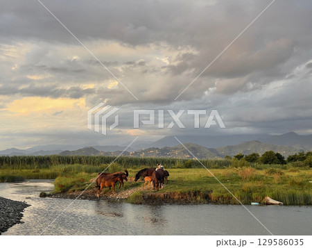 Herd of horses grazing grass on pasture. Animal farm. Red thoroughbred horse 129586035