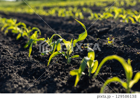 Young corn plants emerge from the dark soil in neat rows 129586138