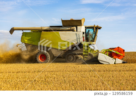 A large, green and white combine harvester works in a wheat field, cutting and threshing the ripened crop under a blue sky during the harvest 129586159