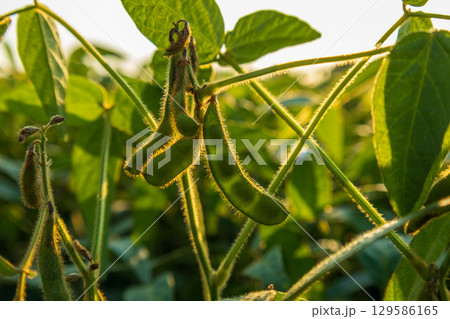 Close-up of soybean plants in a field. Pods and leaves are visible, bathed in the warm light of golden hour during the summer season Close-up of soybean plants in a field. Pods and leaves are visible, bathed in the warm light of golden hour during the summer season 129586165