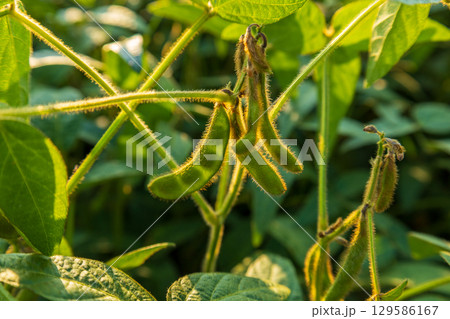 Several vibrant green soybean pods dangle from a plant in a farm field. Sunlight highlights the fuzzy textures of the pods and leaves during daytime 129586167