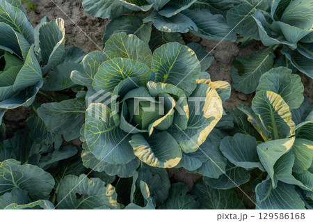A collection of green cabbages grow in the soil of a cultivated field. A bright sunlight shines on the plants, highlighting the texture of the leaves A collection of green cabbages grow in the soil of a cultivated field. A bright sunlight shines on the plants, highlighting the texture of the leaves 129586168