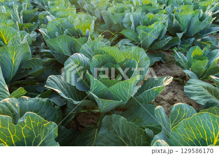 Several heads of green cabbage are growing in rows on a farm. The plants are healthy and leafy, and the soil is visible between them 129586170