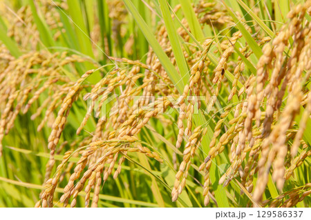 稲刈り直前の稲穂 4 稲刈り直前の稲穂 4 129586337