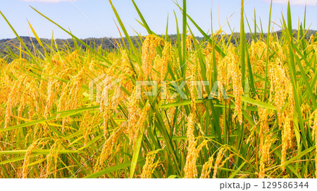 稲刈り直前の稲穂 11 稲刈り直前の稲穂 11 129586344