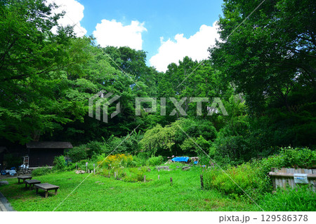 夏の天王森泉公園 夏の天王森泉公園 129586378