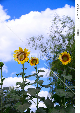 夏の天王森泉公園 129586382