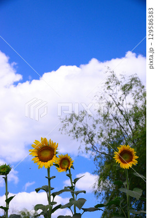 夏の天王森泉公園 129586383