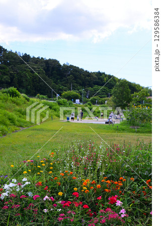 夏の天王森泉公園 129586384