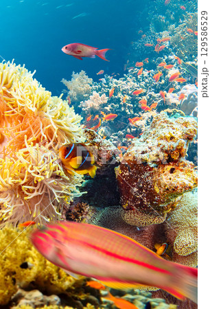 Underwater Tropical Corals Reef with colorful sea fish. Marine life sea world. Tropical colourful underwater seascape. 129586529