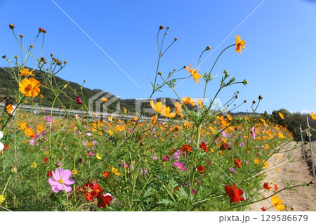 淡路島　秋の観光　兵庫県 129586679