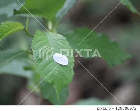 Delicate Flower Petal Detail on Natural Leaf Surface Delicate Flower Petal Detail on Natural Leaf Surface 129586972