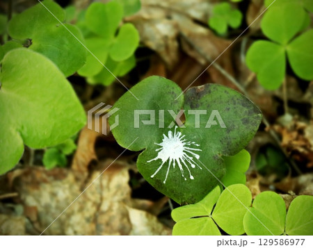 Bird Excrement Detail on Plant Leaf 129586977
