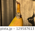 Diamond engagement ring beside banana in warm sunlight 129587613