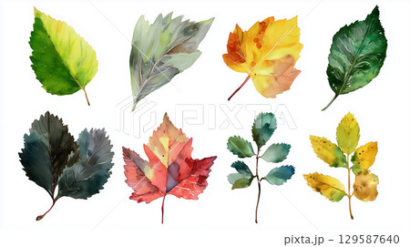 葉っぱの水彩イラスト素材 葉っぱの水彩イラスト素材 129587640