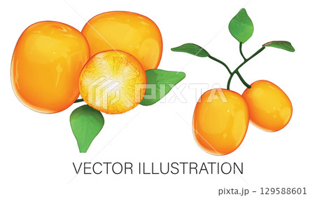 Realistic 3D Kumquat Set: Whole Fruits and Twig Illustration with Transparent Background 129588601