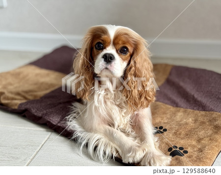 Beautiful King Charles spaniel, English toy spaniel at home. Photo 129588640