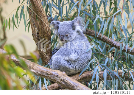 多摩動物公園 コアラ / Koala 多摩動物公園 コアラ / Koala 129589115
