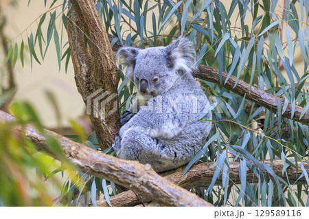 多摩動物公園 コアラ / Koala 129589116