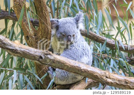 多摩動物公園 コアラ / Koala 129589119